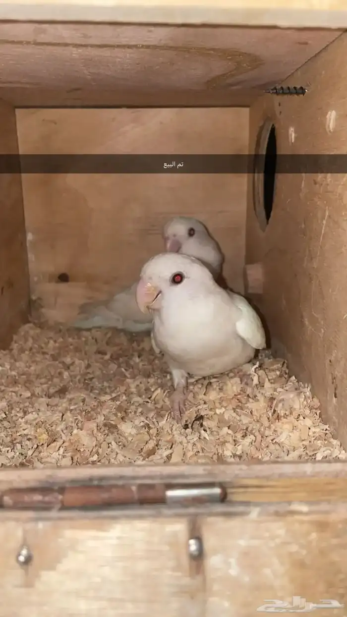 انثى روز البينو منتجه شرط نظافه و صحه ( 0