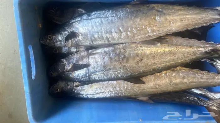 سمك محايل عسير توصيل للمنازل 3