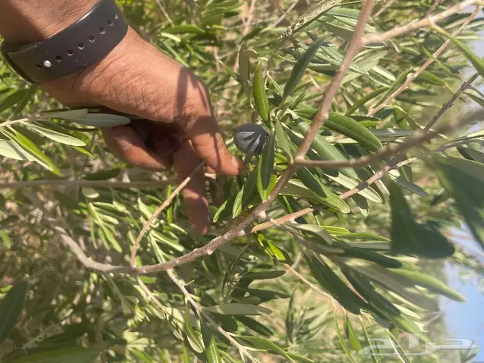 اشحار زيتون من بوصة الي5بوص و2 الي 4 متر 0