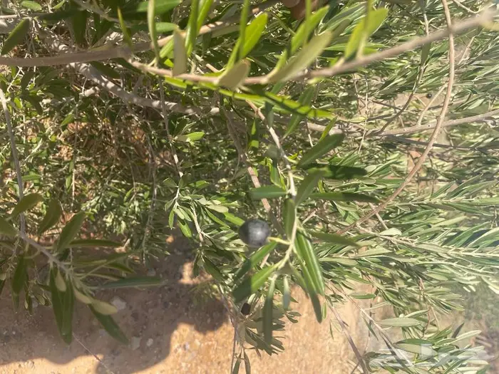 اشحار زيتون من بوصة الي5بوص و2 الي 4 متر 1