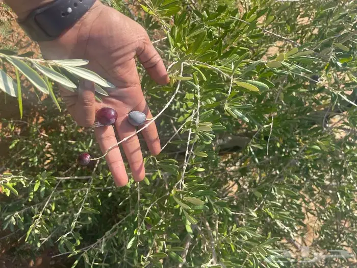 اشحار زيتون من بوصة الي5بوص و2 الي 4 متر 2