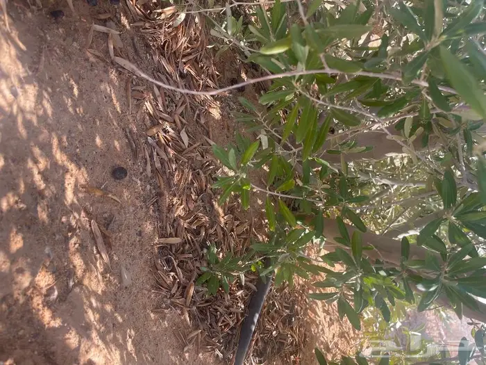 اشحار زيتون من بوصة الي5بوص و2 الي 4 متر 3