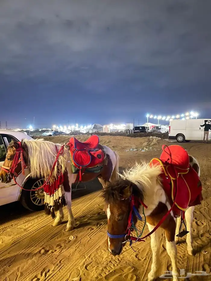 مخيم الريف لايجار اليومي بسعر مغري 5