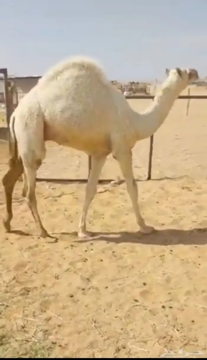 قعود كفو فل الفل من تحت امه 1