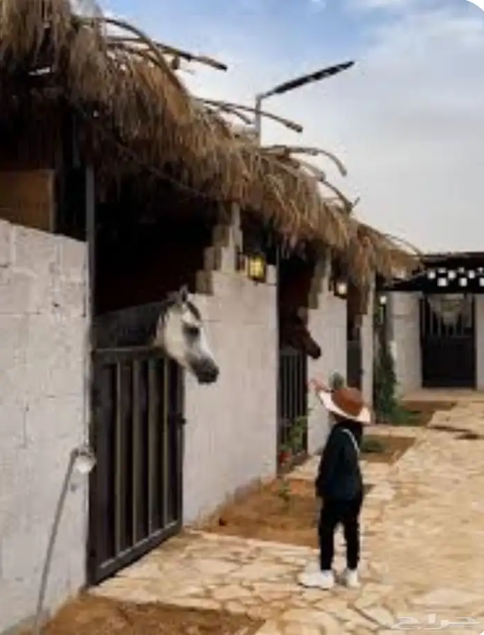 يوجد ايواء غرف للخيل 0