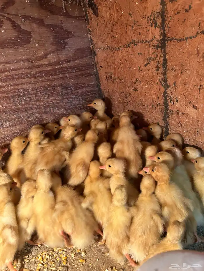 صوص بط بكيني 2