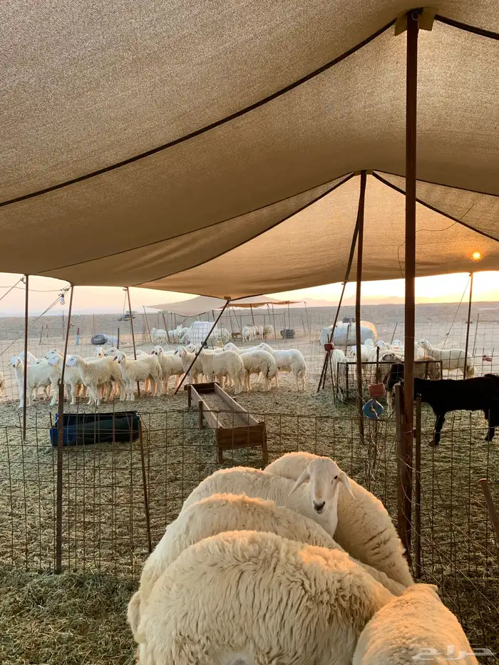حري للبيع ذبايح مناسبات ضيوف ذبائح ثلاجه طريق بريمان جده 3