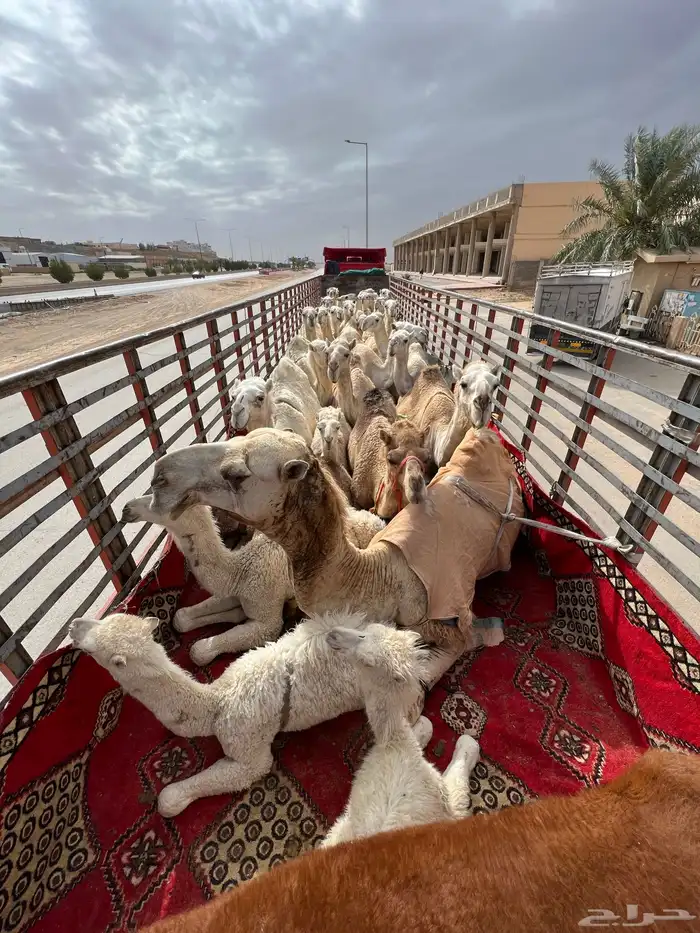 تريلة 17م لنقل الهجن والابل 0