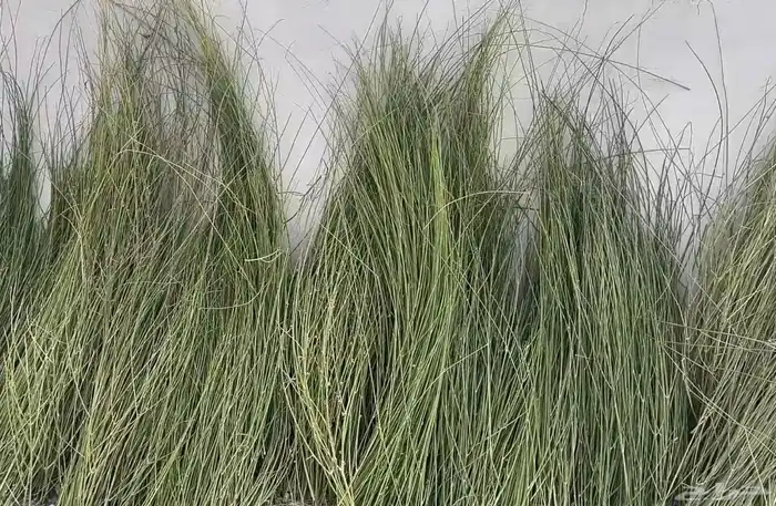 مرخ مندي للمطاعم والمطابخ وللكشتات 0