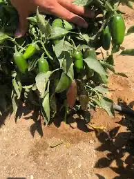 هالابينو الاسود النادر 7