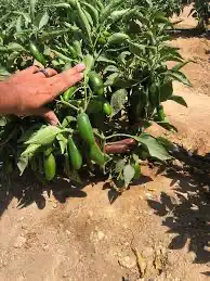 هالابينو الاسود النادر 6