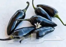 هالابينو الاسود النادر 2