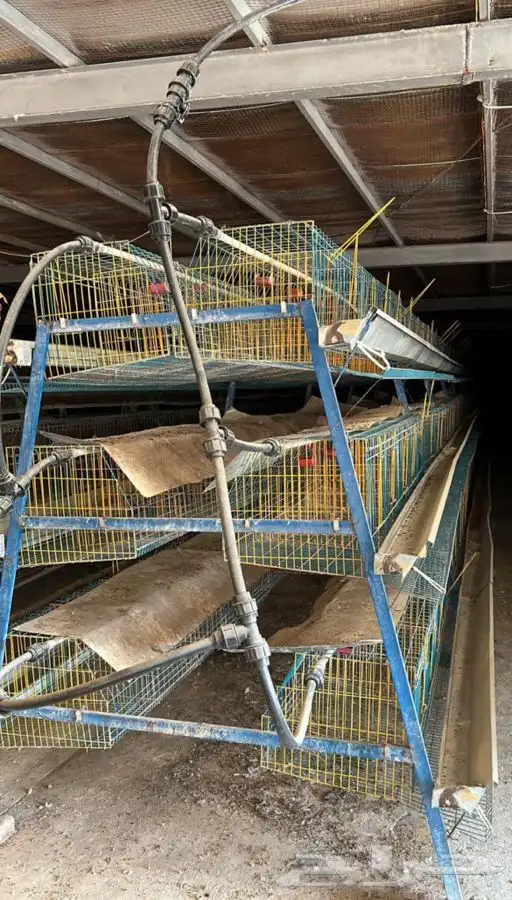 بطاريات دواجن 2