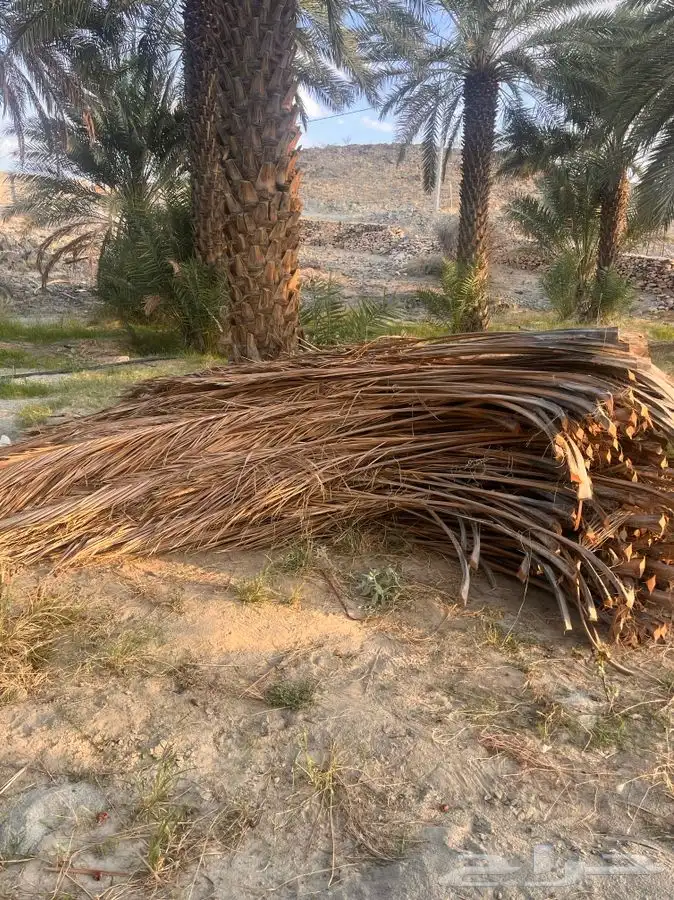 يوجد سعف للبيع بيشه 1
