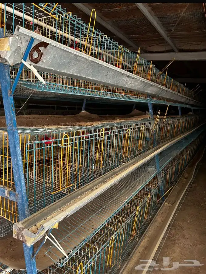 بطاريات دواجن 1