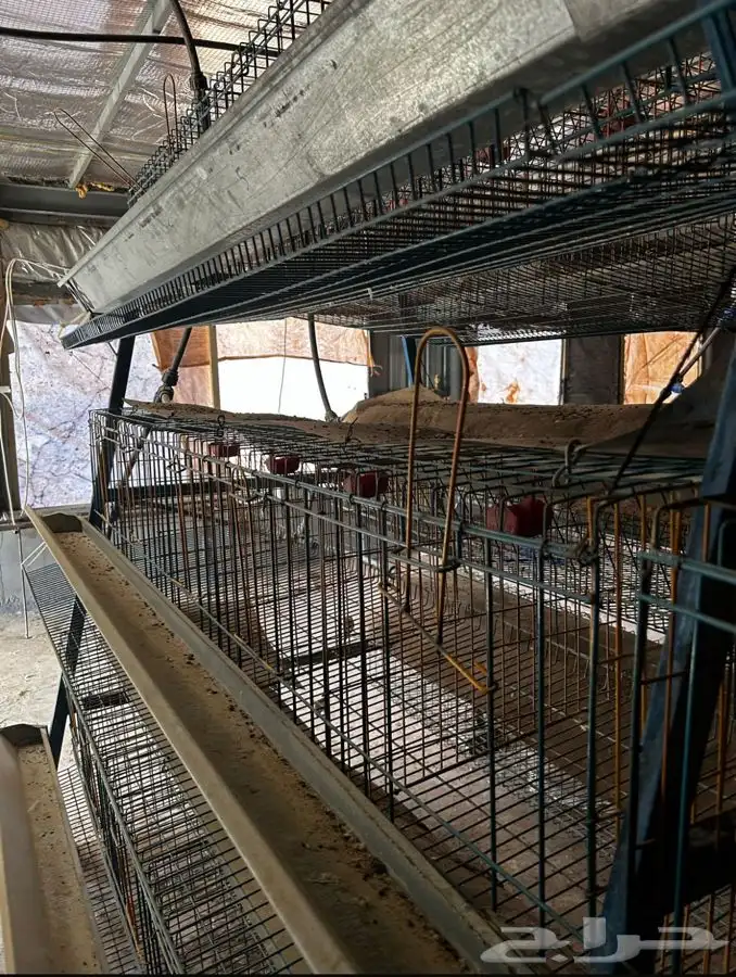 بطاريات دواجن 0