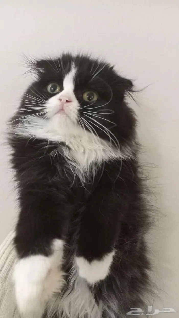 قطط كتن للتبني 0