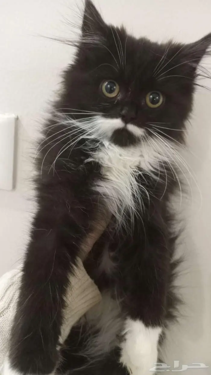 قطط كتن للتبني 1