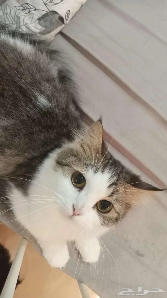 قطط كتن للتبني 2