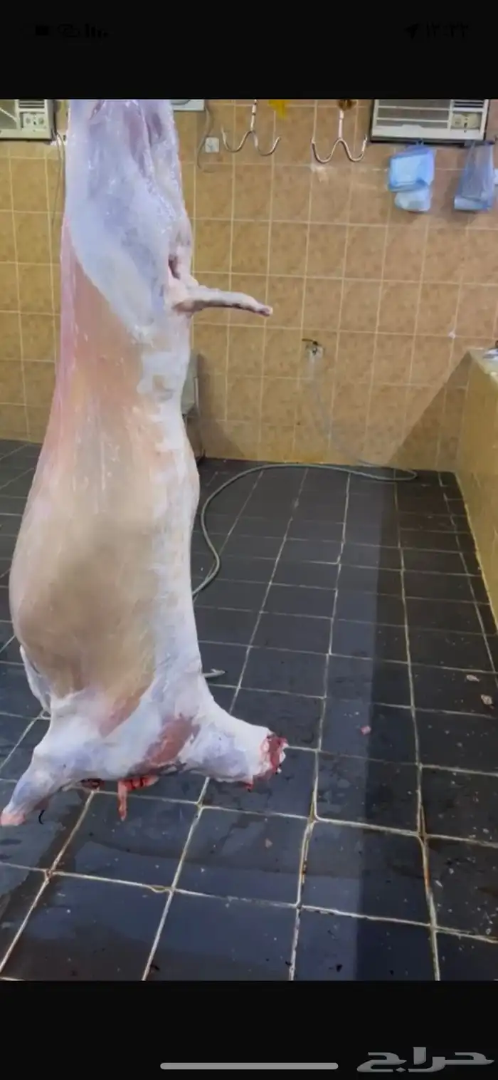 حري للبيع ذبايح مناسبات ضيوف ذبائح ثلاجه طريق بريمان جده 7