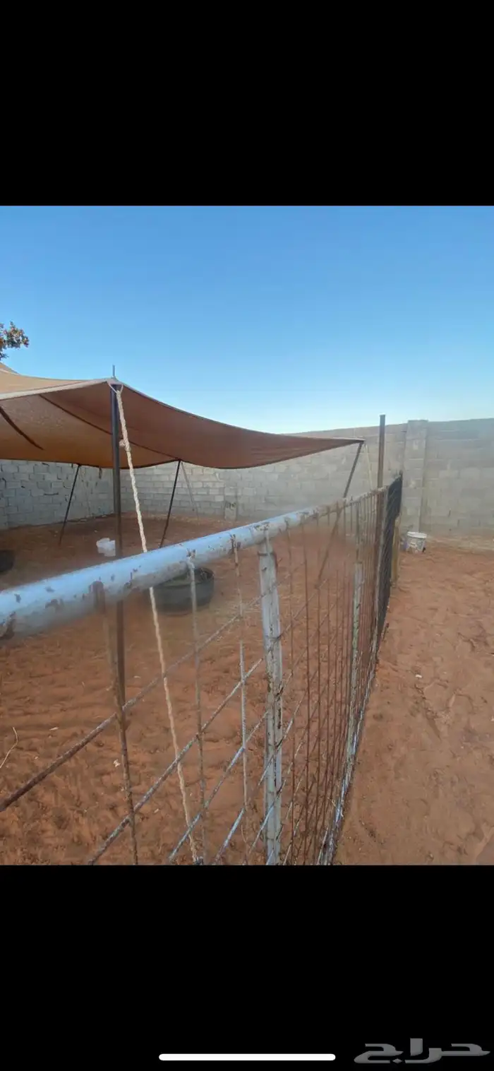 حضائر أغنام للايجار المزاحمية 0
