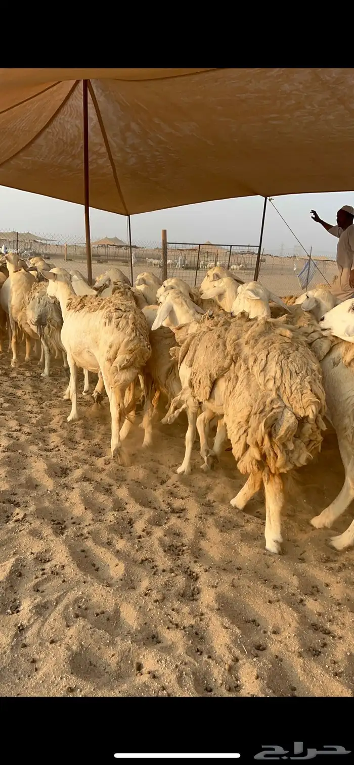 غنم حرية صنف حرش صغار سن العدد 35 1