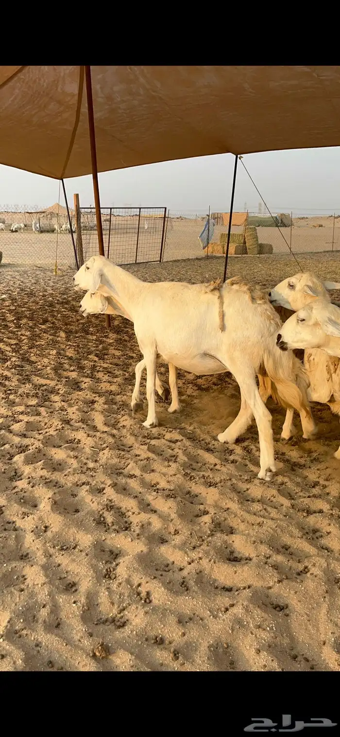 غنم حرية صنف حرش صغار سن العدد 35 0