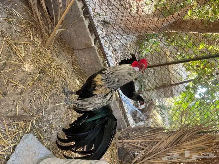 بيض دجاج زينة 2
