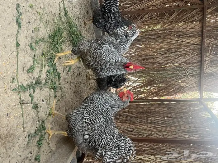 بيض دجاج زينة 12