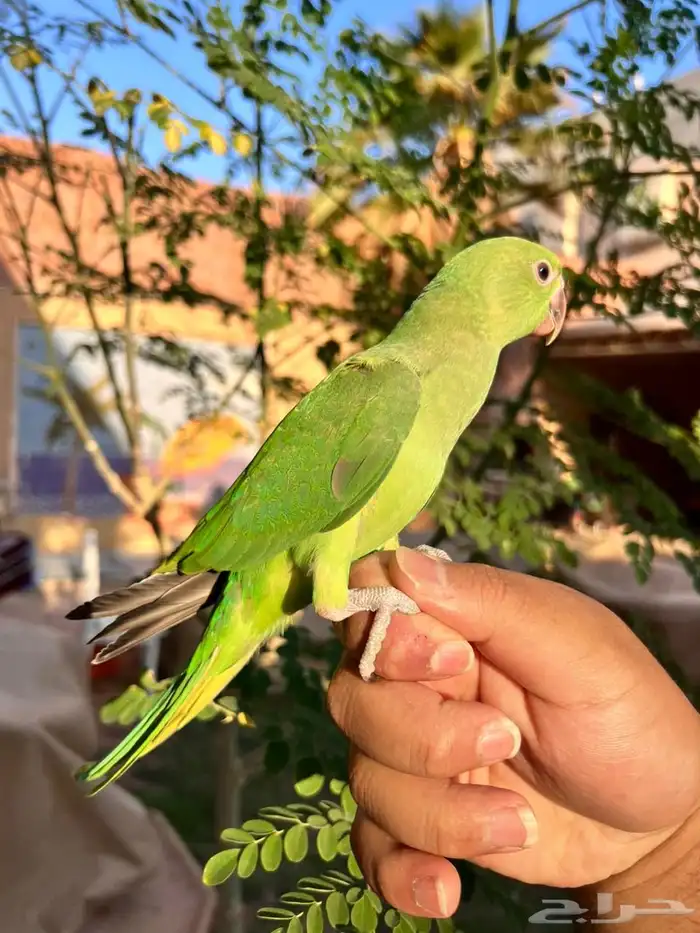ببغاء فرخ دره اليف جدا مناسب للأطفال 0
