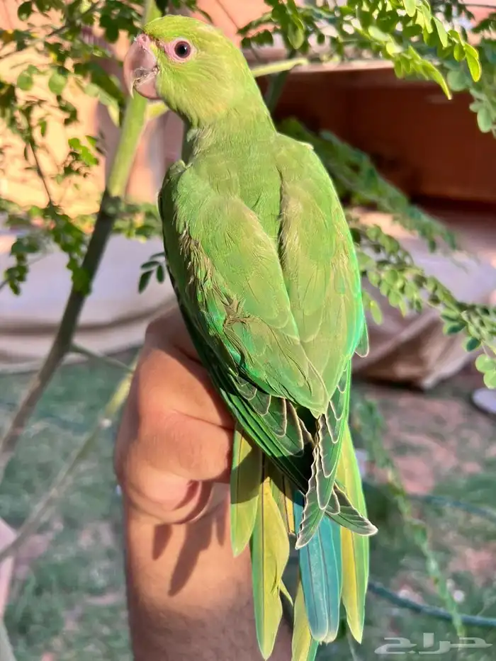 ببغاء فرخ دره اليف جدا مناسب للأطفال 2