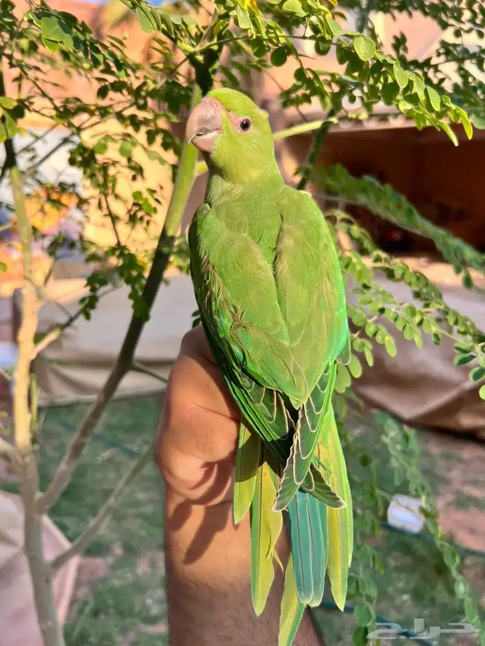 ببغاء فرخ دره اليف جدا مناسب للأطفال 4