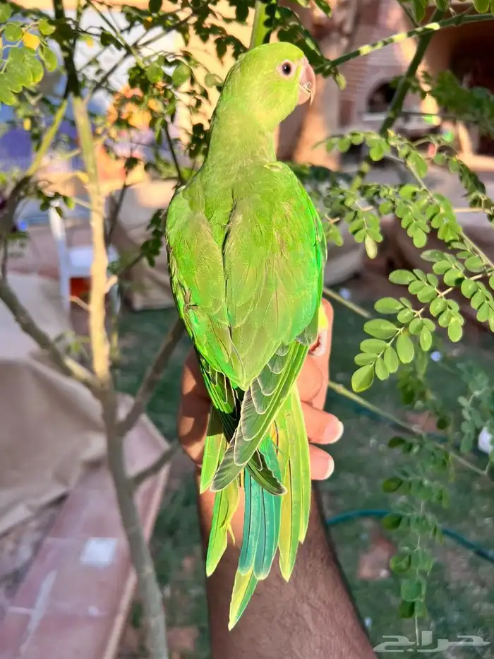 ببغاء فرخ دره اليف جدا مناسب للأطفال 3
