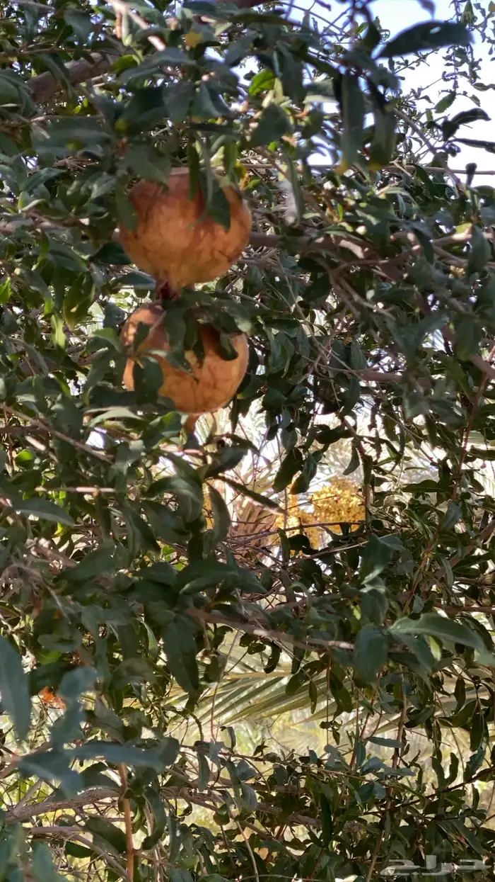 مخيم متكامل الخدمات مع استراحه داخل مزرعه للايجار اليومي 2