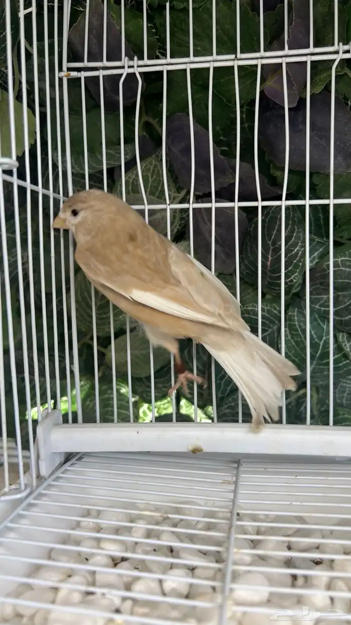 انثى كريميه جاهزة 1