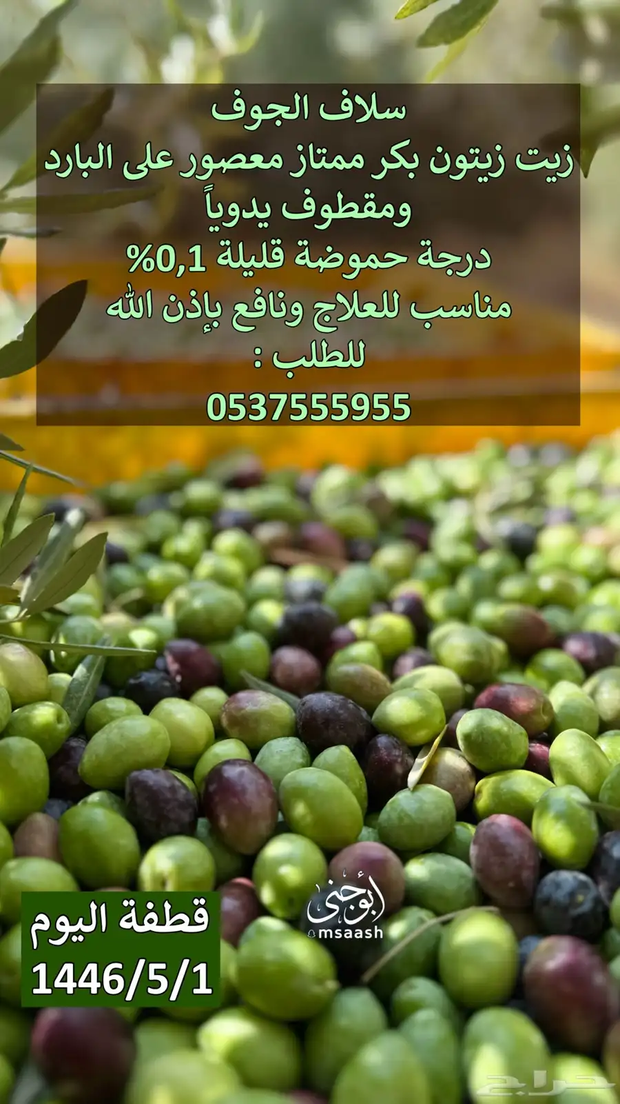 عروض زيت زيتون الجوف بكر عصرة أولى على البارد من مزارعنا 1