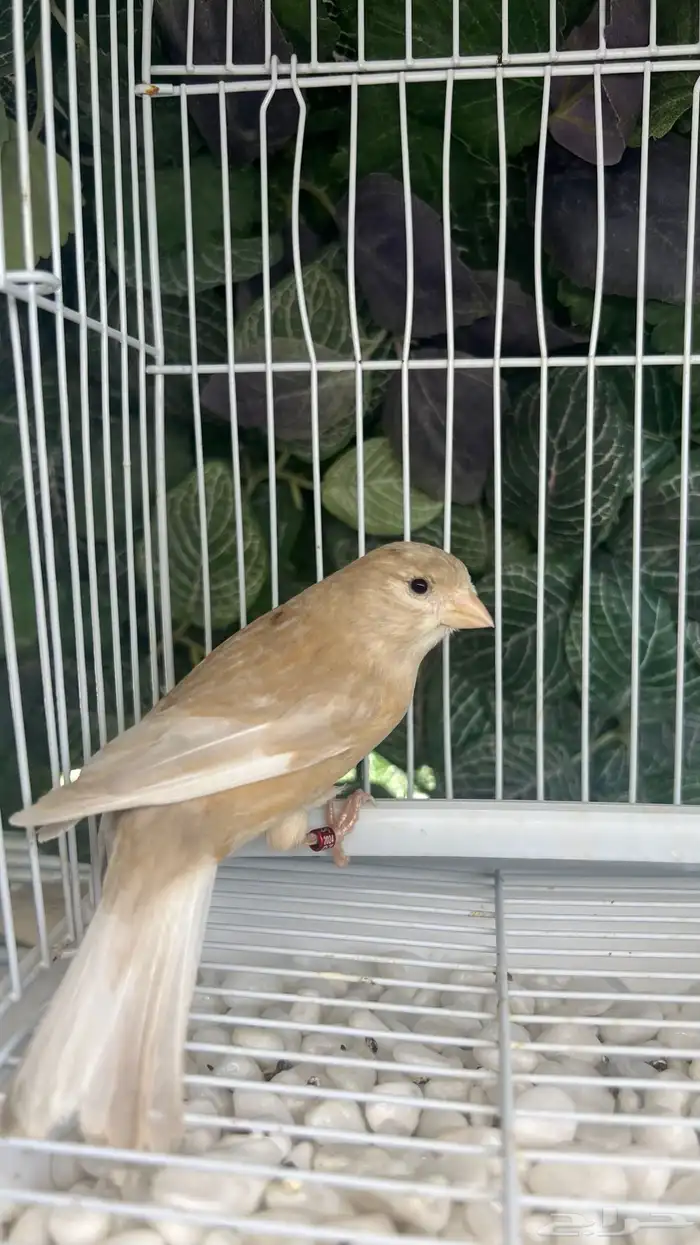 انثى كريميه جاهزة 2