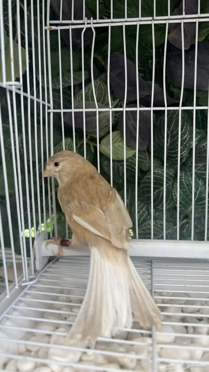 انثى كريميه جاهزة 0