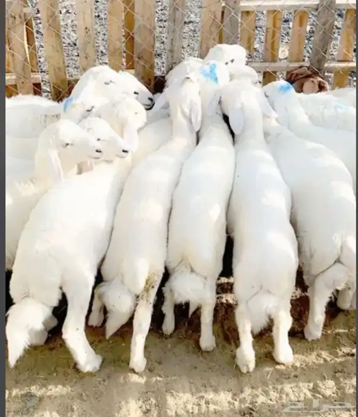 خرفان رخال ذبايح 0