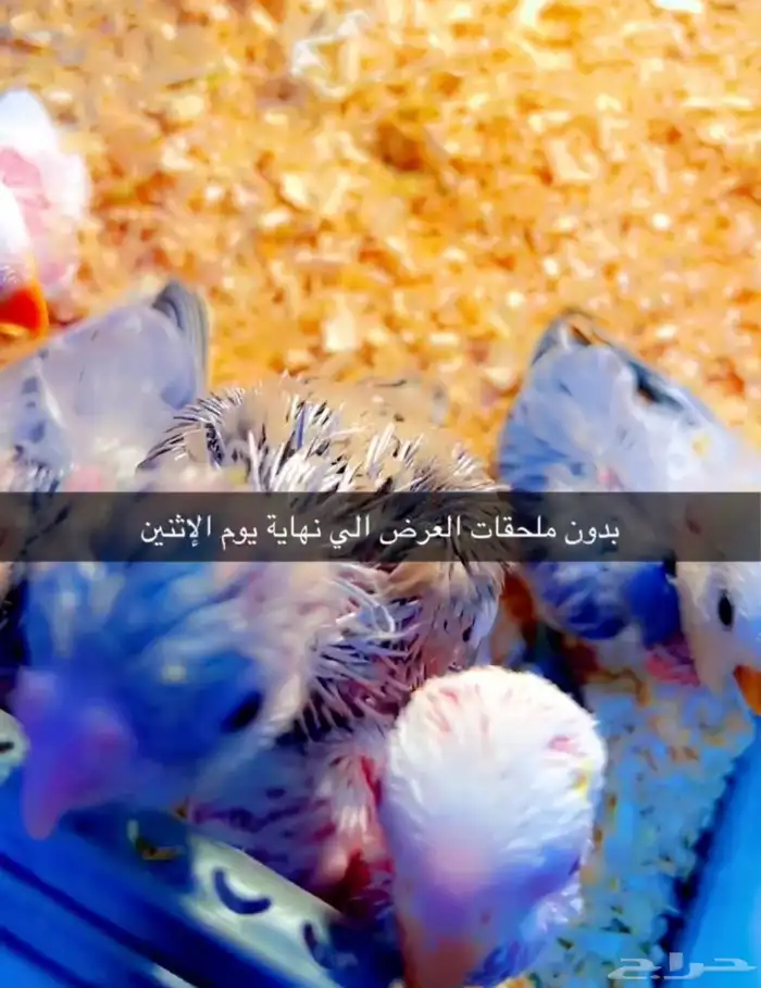 طيور تبوك 35