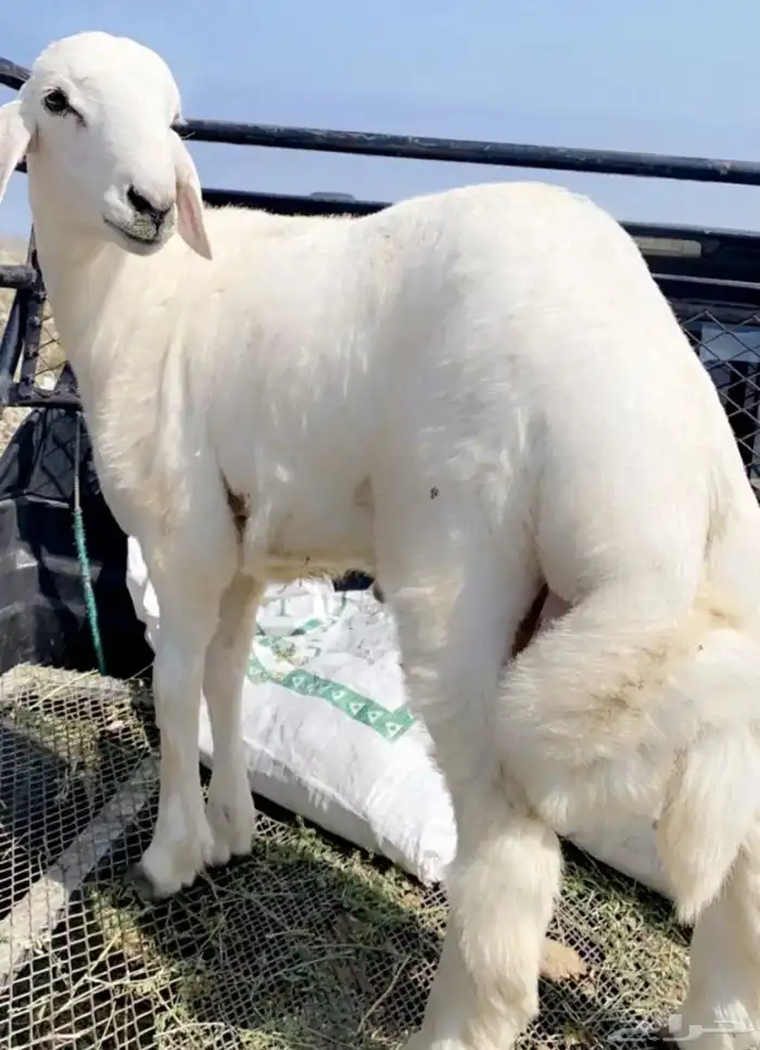 خرفان رخال ذبايح 3