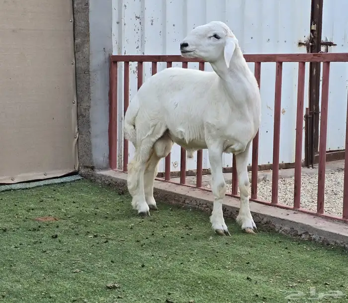 للبيع مشروع فحل حري (( تم البيع)) 2