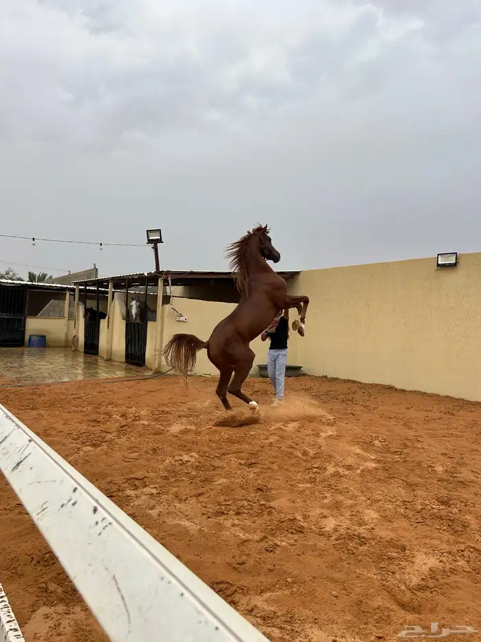 عسف الخيل وإعادة عسف او طبع الخيل 0