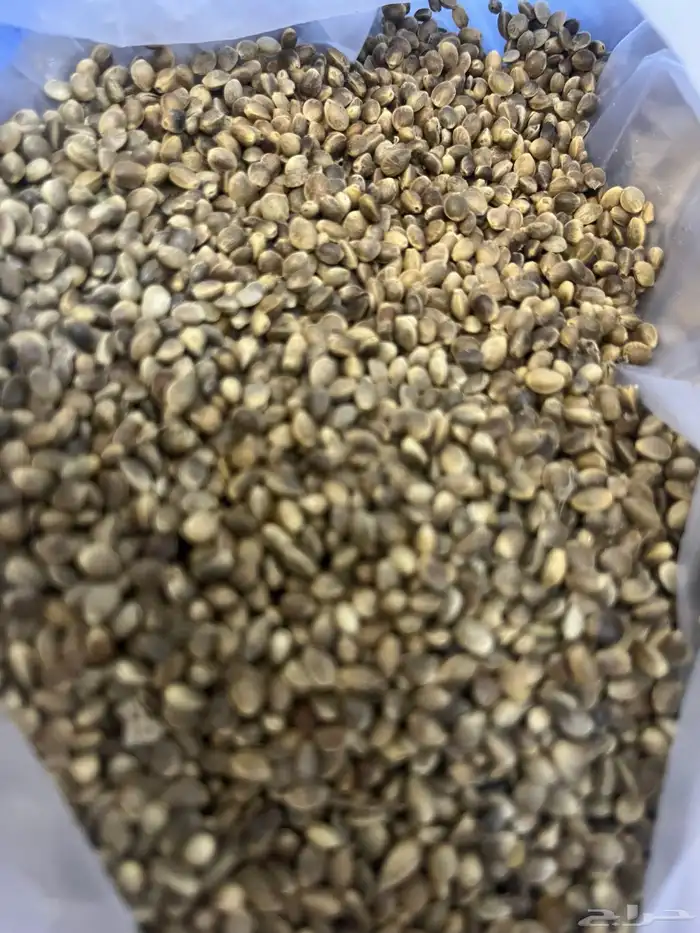 بذور قمبز 0