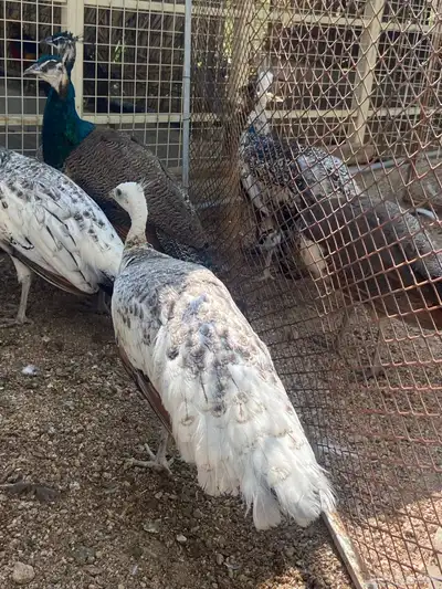 طاووس 0