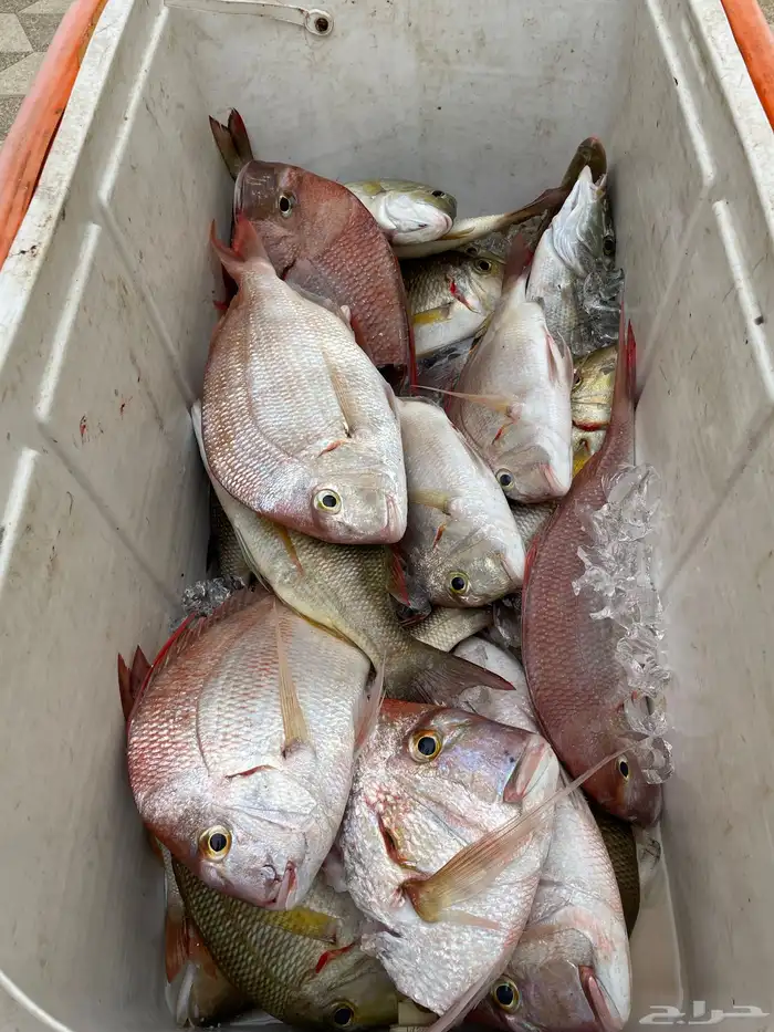 تنظيم رحلات قوارب صيد ونزهة باقل الاسعار 2