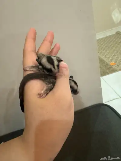 سنجاب الطائر 2