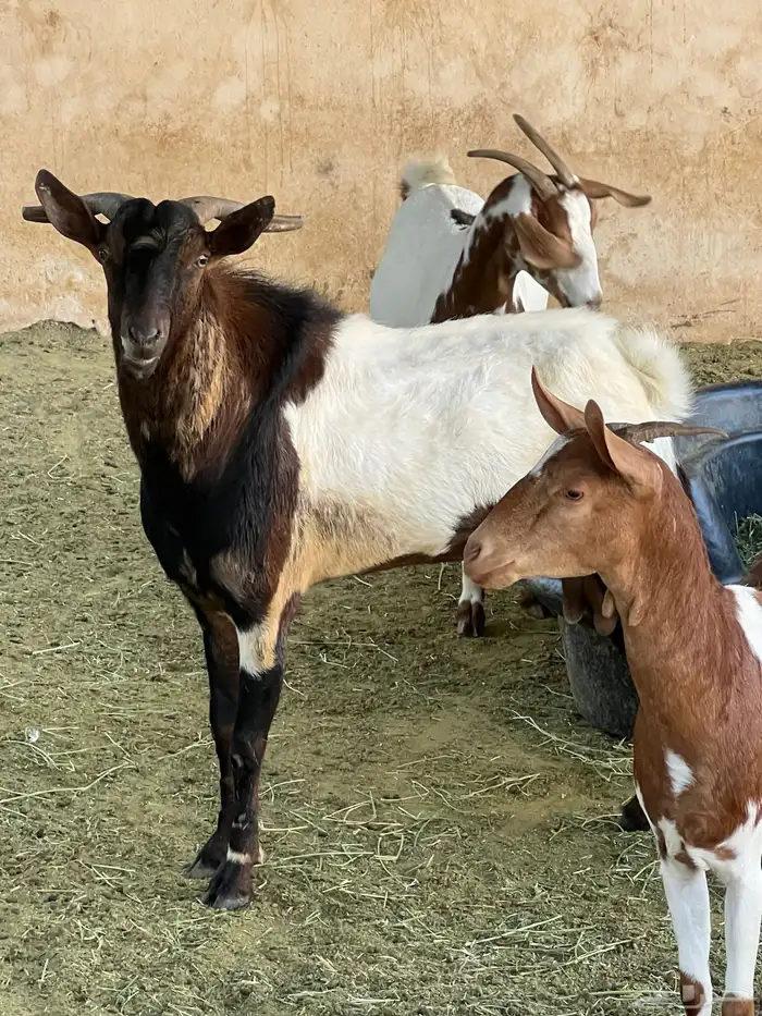معزا جنوبيه فاخرة بفحلها مراح واحد 0