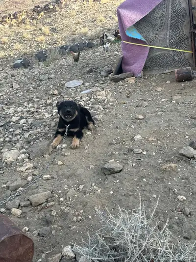 جراوه جيرمني( تم البيع ) 1