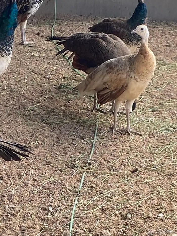 طاووس 3